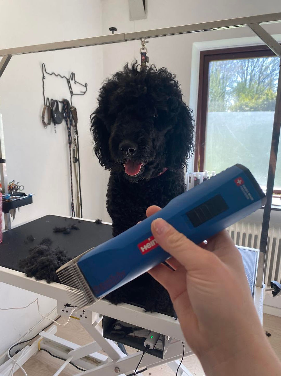 Eye-level view of a professional dog grooming trimmer on a wooden table