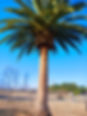 treecare.jpg
