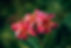 Plumeria flowers