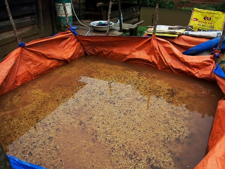 Exploring the Art of Fermentation: A Fun Guide to Homemade Fermented Foods