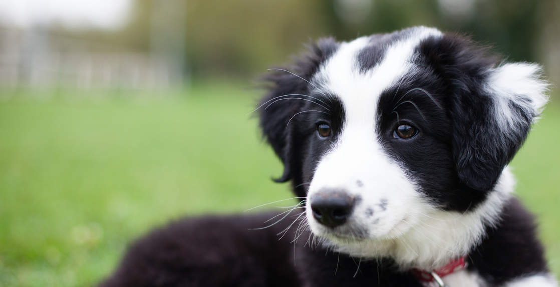 Friendly Studio, le photographe de votre animal de