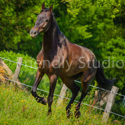 Le Photographe de votre cheval