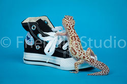 Photographe de votre Rongeur et Nac