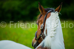 Le Photographe de votre cheval