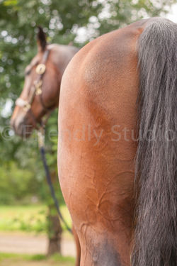 Le Photographe de votre cheval