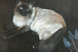 12299381_1745197882374730_6352925079702686633_n