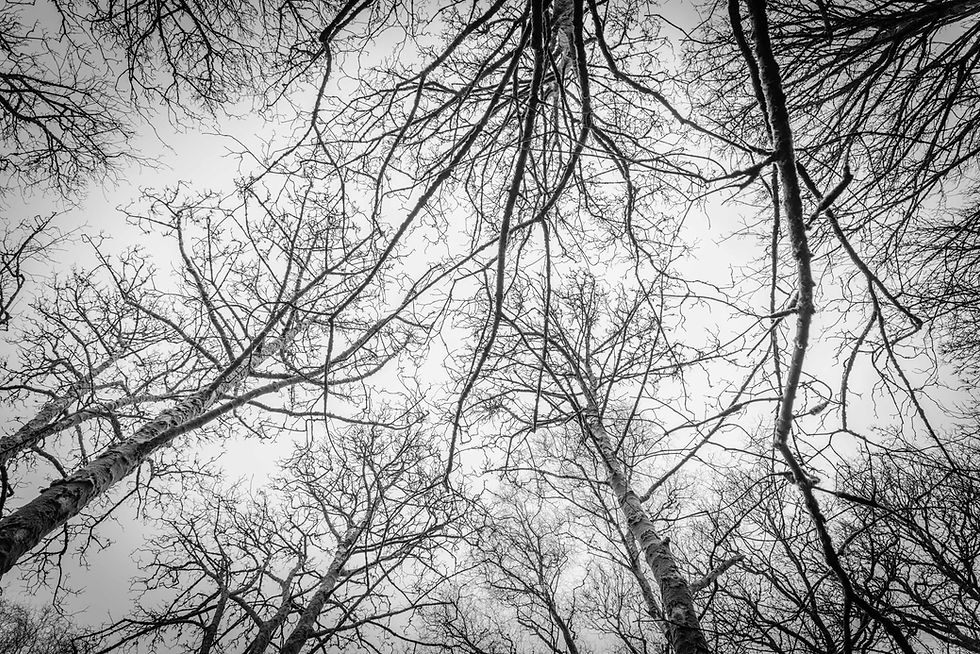 DUCHESS WOODS PHOTOS 1 (31 of 56).jpg