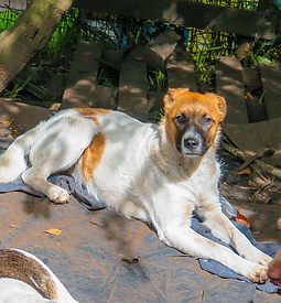 Pili