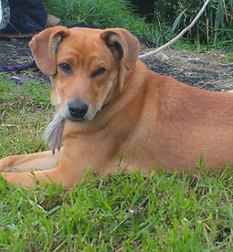 Roko