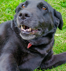 Negra