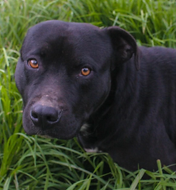 Negra 2