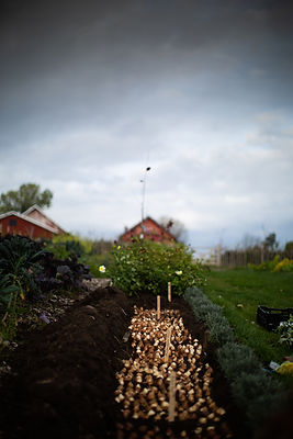 tulipanløk