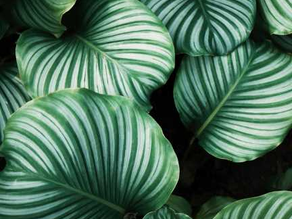 New Guest Article! Let's talk about green beauty!!