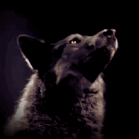 WOLF3.gif