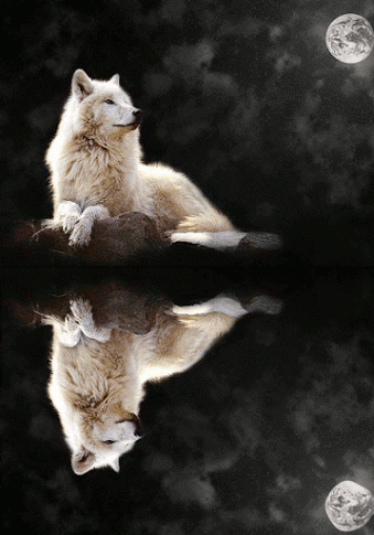 LOBO111.gif
