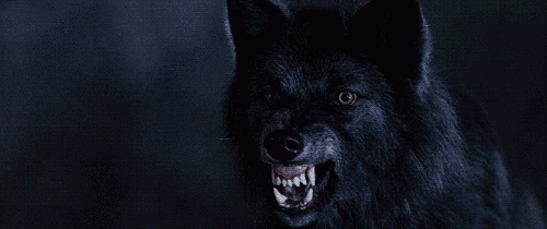 WOLF1.gif