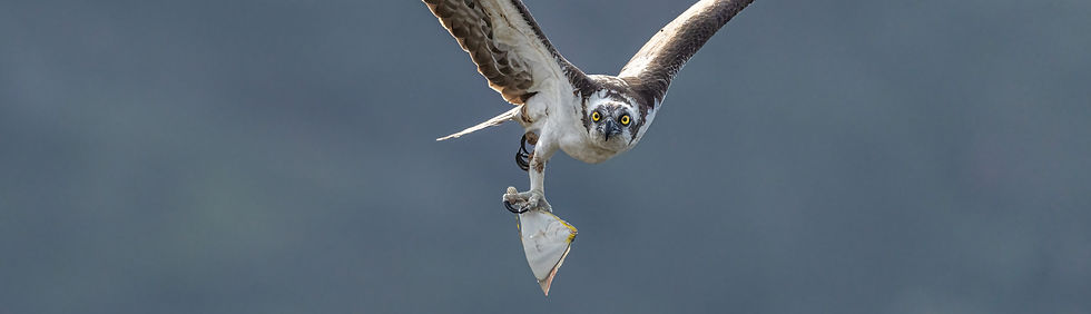 A powerful moment of an osprey in flight carrying a fresh catch, highlighting the raw beauty of coastal wildlife.