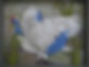 Oriental Crane (640x487).jpg
