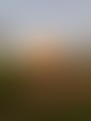 Timber frame construction of a new residential building in progress, showing structural framing, OSB sheathing and groundwork on a rural site in the UK.