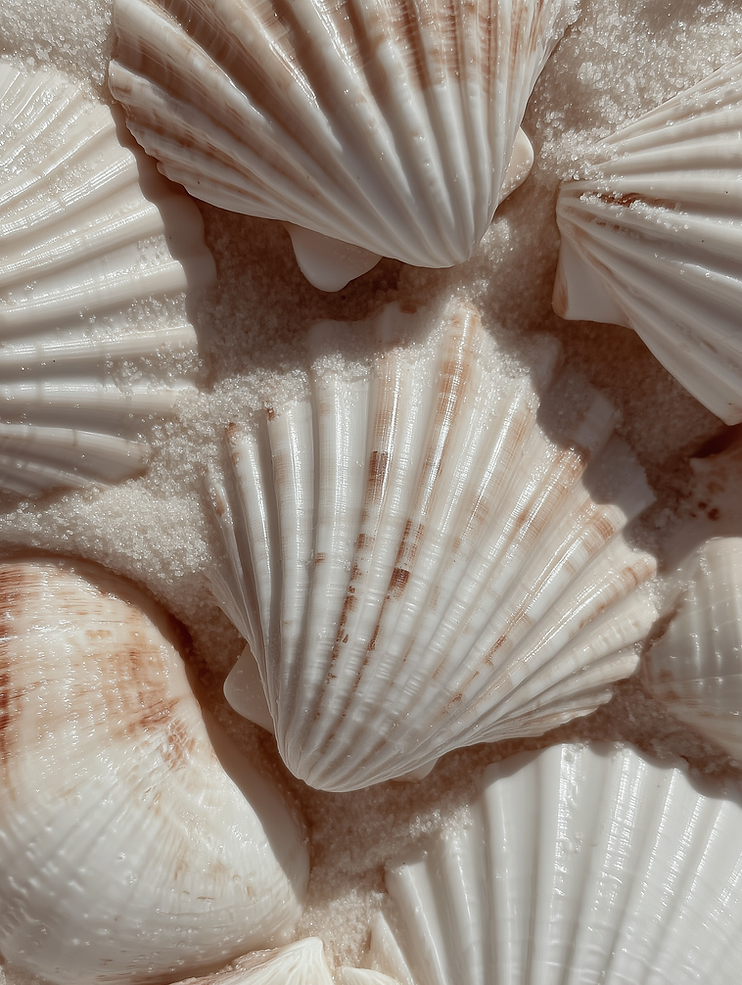 u5881526844_a_bed_of_bleached_seashells_sandy_micro-shadows_sof_7eabeb47-6f91-4762-bd36-83