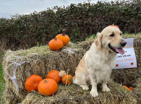Drewton's Pumpkin Patch Dog with Pumpkins