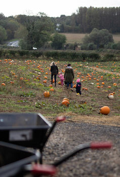 Drewton's Pumpkin Patch Pumpkin Field