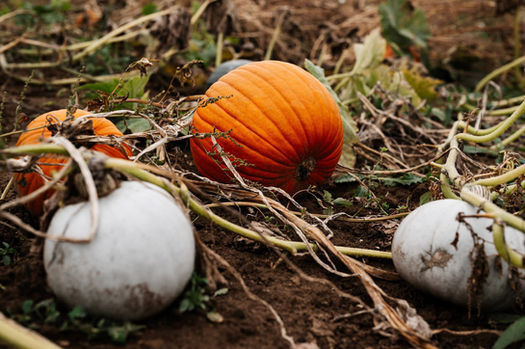 Drewton's Pumpkin Patch Pumpkins in Field