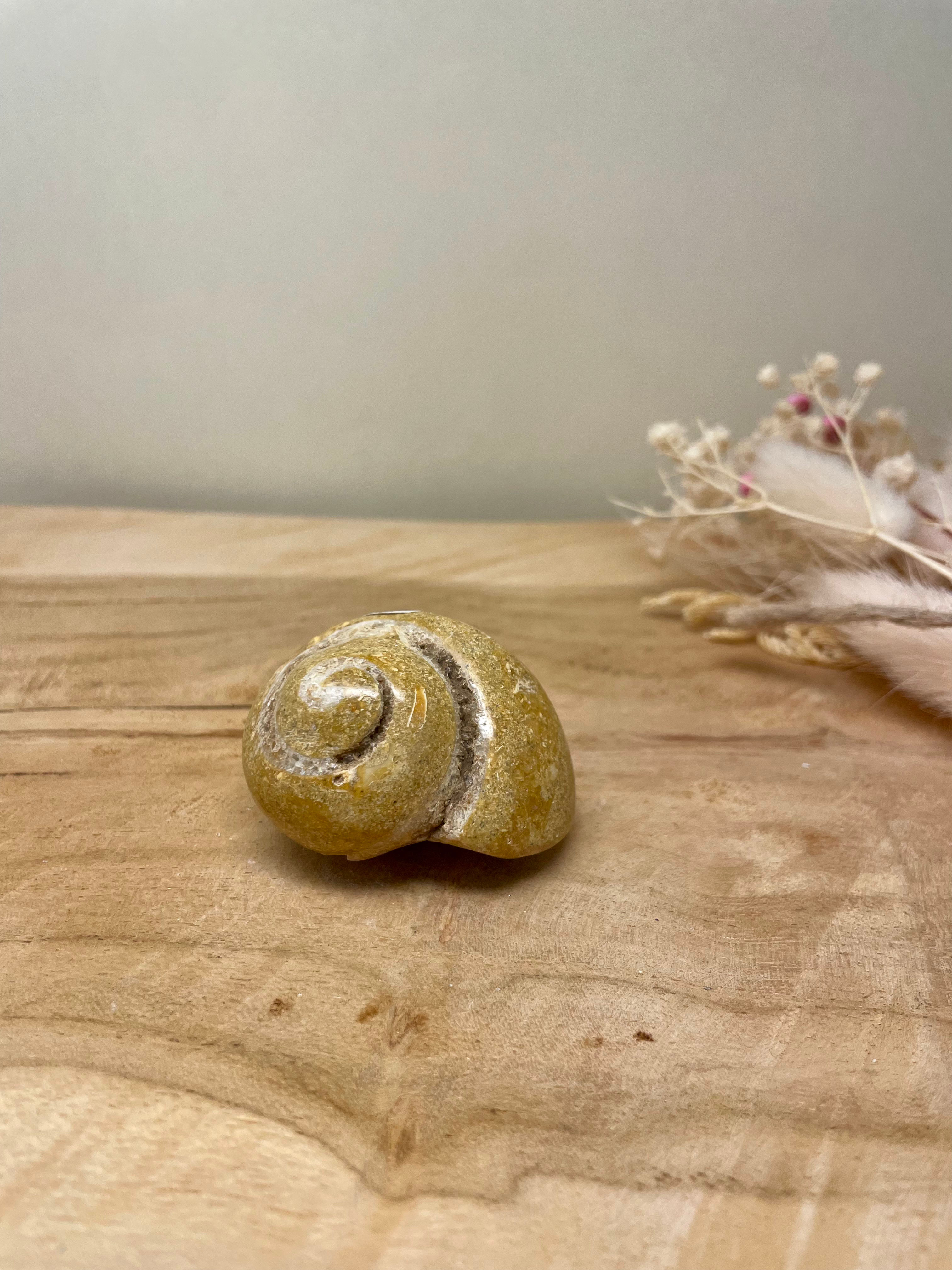 Gastéropode Fossilisé