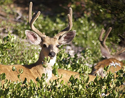 Deer