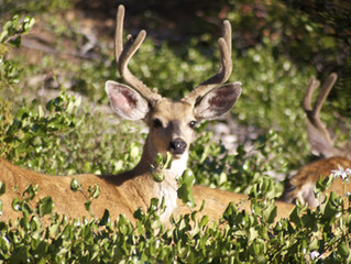 Could Reducing Deer Populations Reduce Lyme Disease?