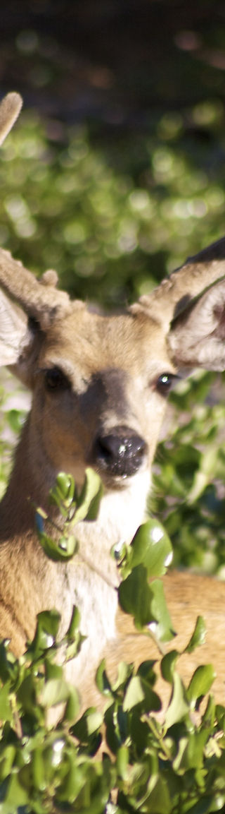 Deer
