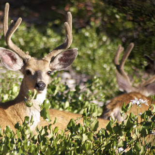 Deer