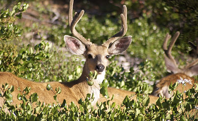 Cerf