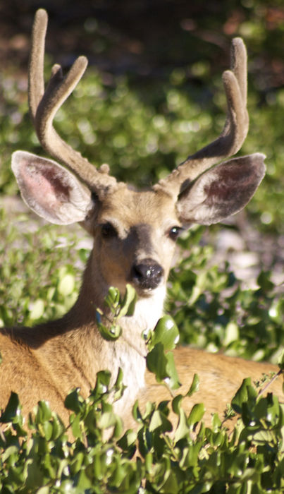Maryland offers archery, muzzleloader, and firearm seasons for whitetail and sika deer. Each season is carefully managed to maintain healthy populations and provide opportunities for hunters.