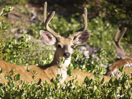 White-tailed Deer and Our Forests - Professional Development