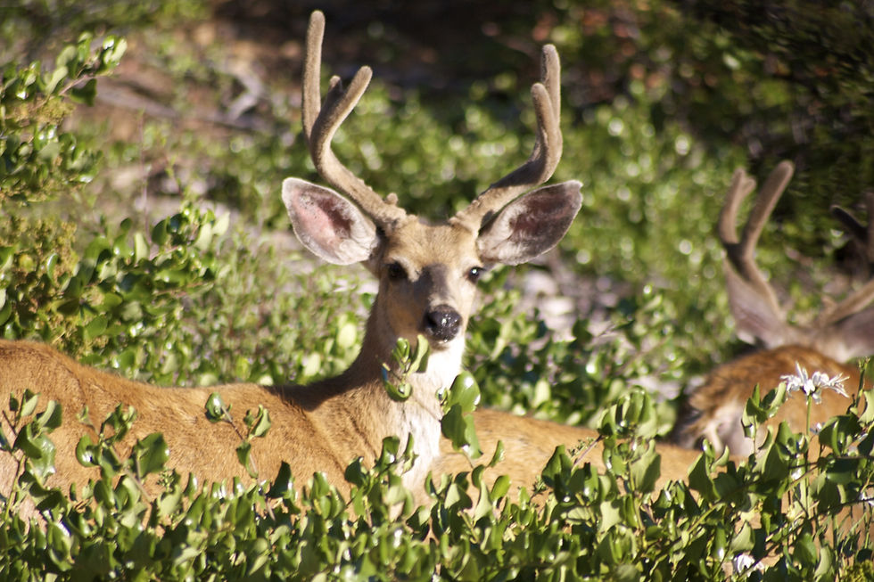 Deer in Foliage