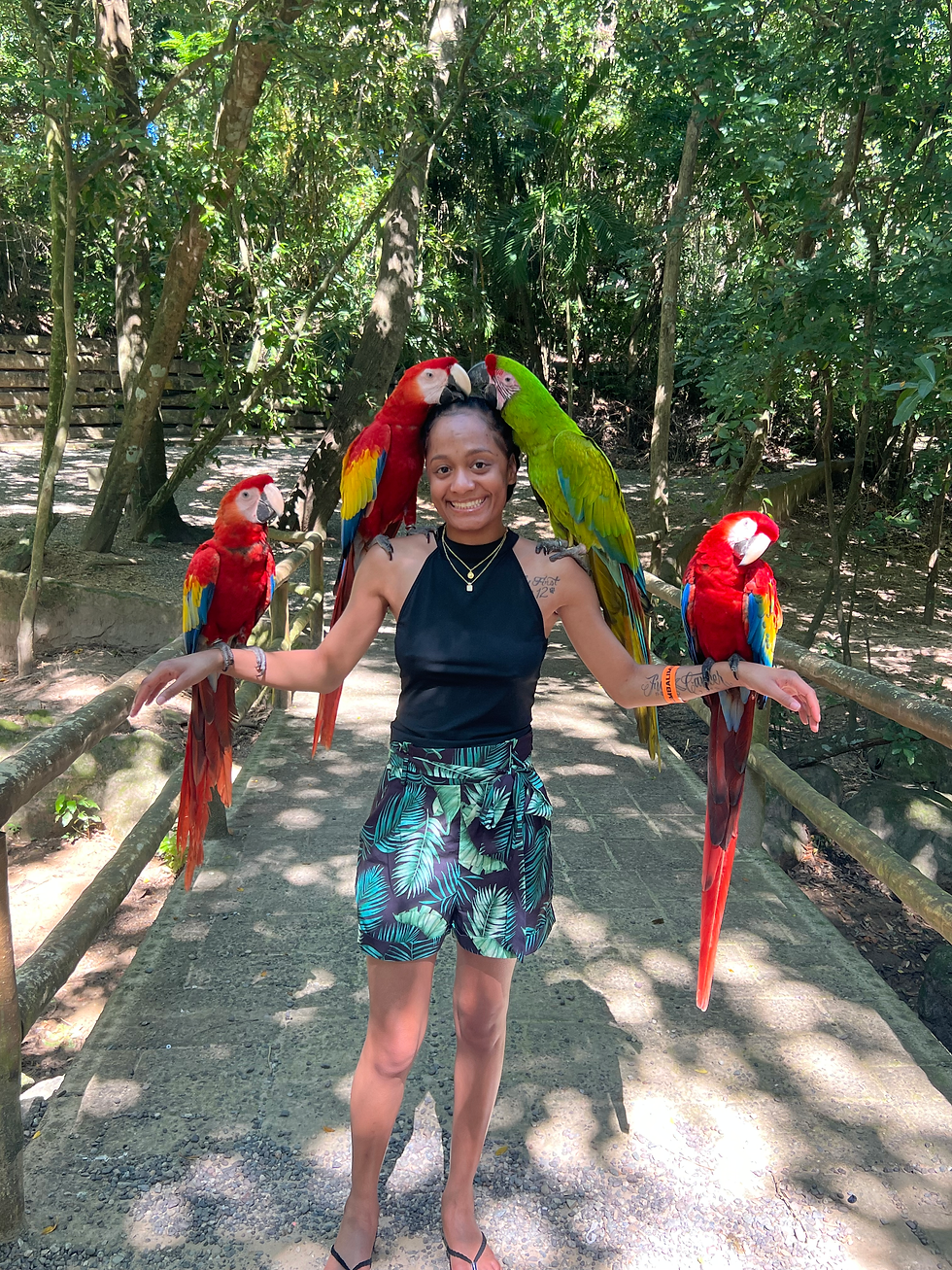 Macaws in Honduras