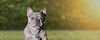majesty_smile_hero5.jpg