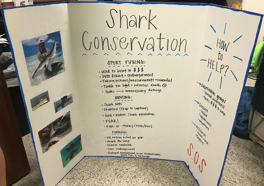 Below is a picture of a Shark conservation my group made