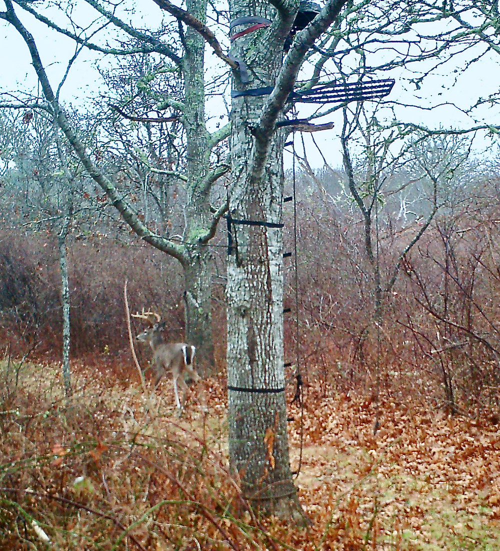 A buck walks by an unoccupied deer stand.