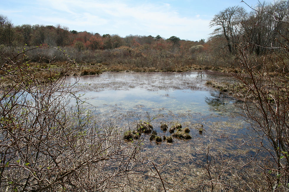 In August, the Roth Woodlands impoundment reached water temperatures exceeding 90 degrees.