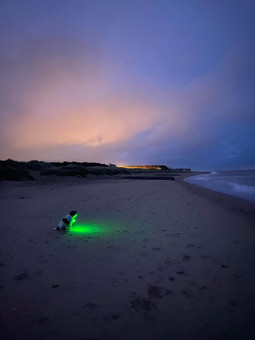 Parson Russell terrier, wearing a nightlight, sitting on Old Hunstanton beach at sunset.
©2022 Gail Parker photography