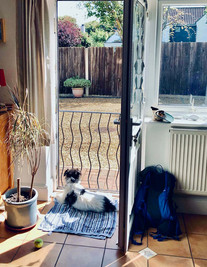 Parson Russell terrier looking out of Sea-Glimpse holiday apartment in Old Hunstanton, Norfolk, UK
©2022 Gail Parker photography