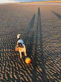 Parson Russell terrier with football on Old Hunstanton beach, Norfolk, UK.
©2022 Gail Parker photography