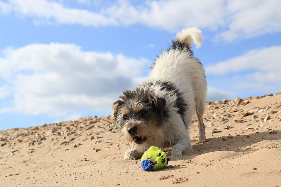 Perce with ball.jpeg