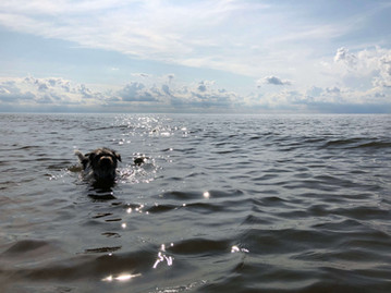 Parson Russell terrier swimming in the sea off the Norfolk coast.
©2022 Gail Parker photography