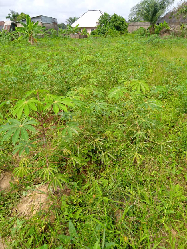 Cassava Plants 2.jpeg