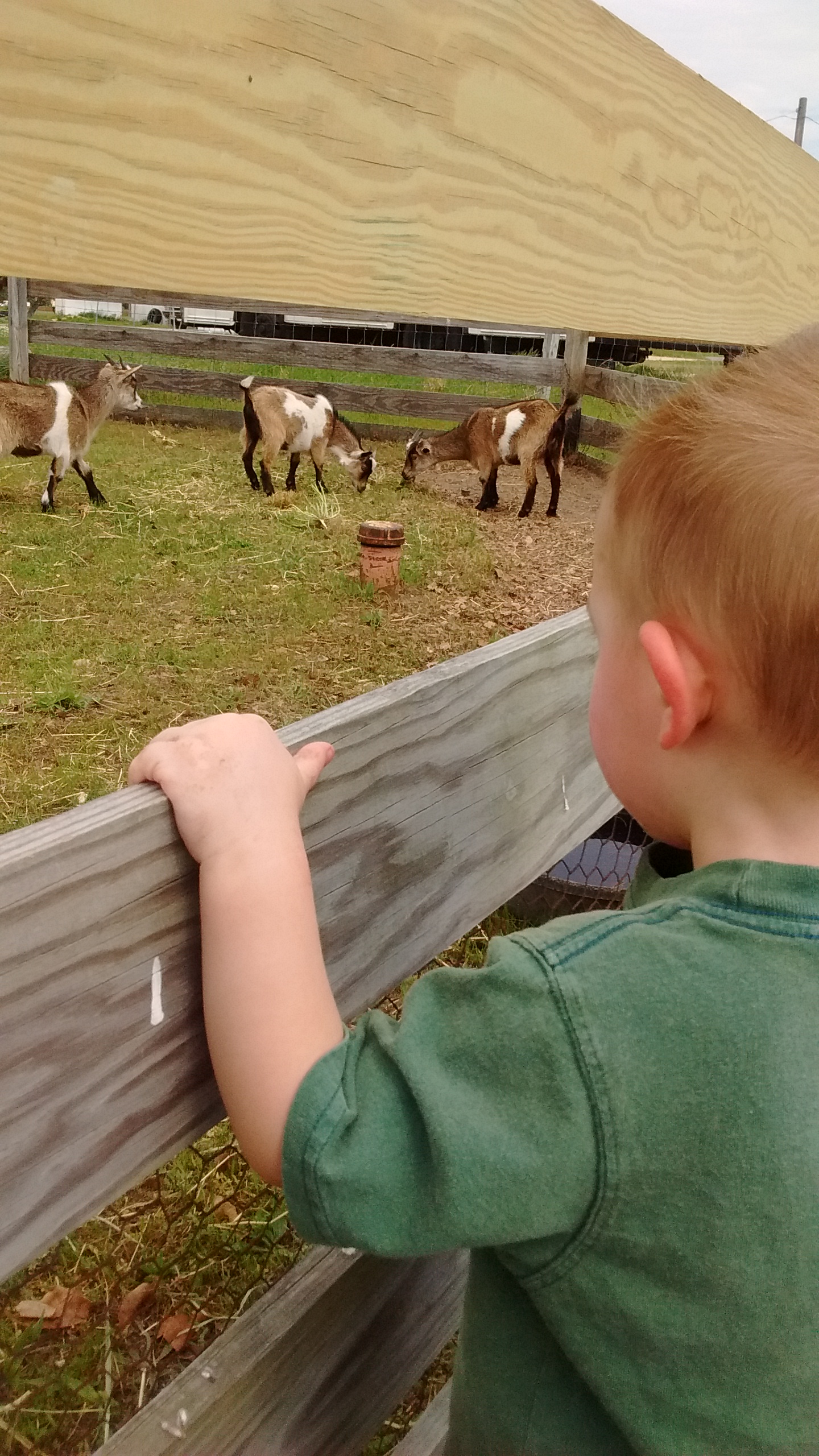 Boy and Goats