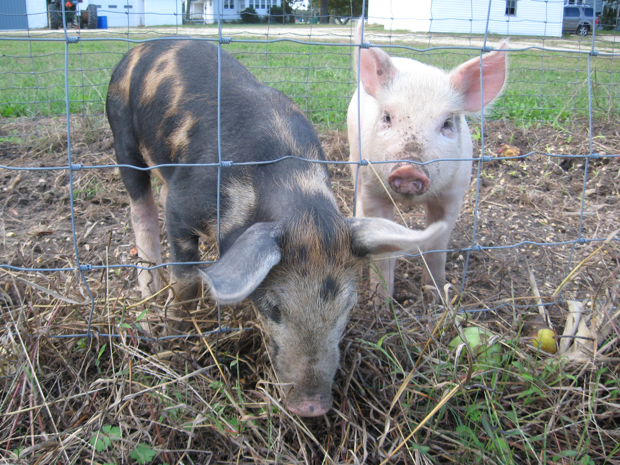 Piggies