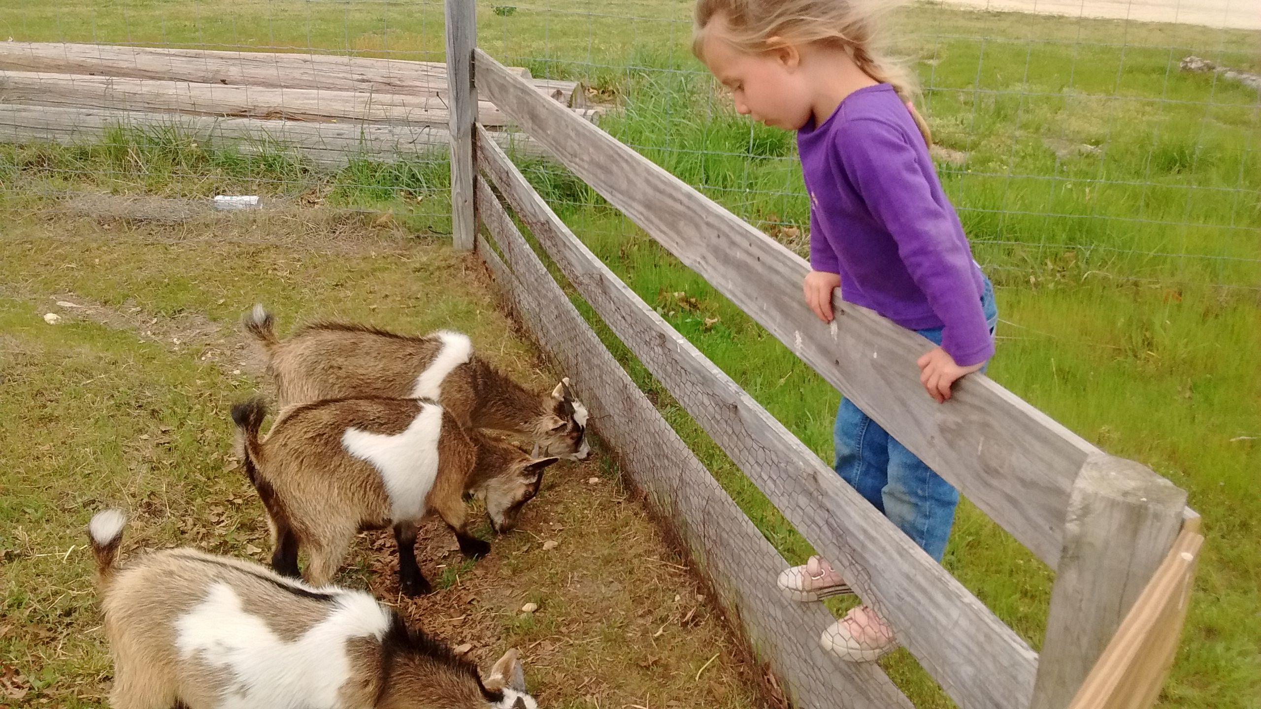 Girl and Goats